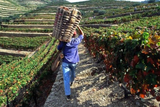 vineyard in Portugal