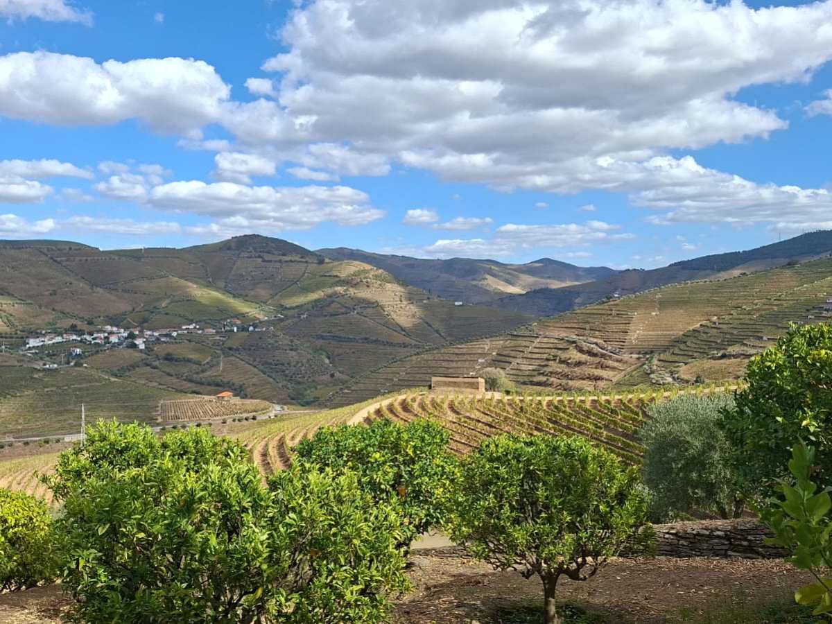 Hillside vineyard with lush greenery under a blue sky with clouds.